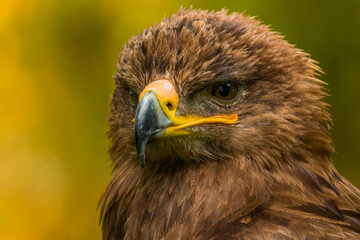 Golden eagle. Aquila chrysaetos headshot close up. Majestic golden eagle isolated portrait.