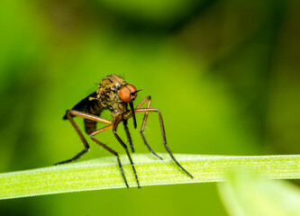 male mosquito on a natural background. colorful photo of wildlife. macro photo of an insect. close-up. space for text
