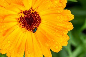 bright calendula flower. colorful photo of a flower in its natural habitat with raindrops. close-up. blurred background with highlights and bokeh.