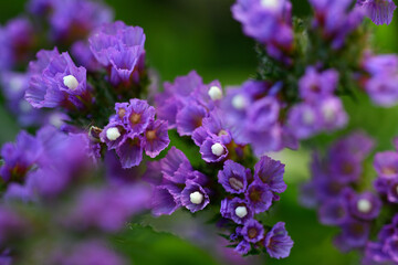 Obraz premium Purple statice. Lavender limonium flower close up. Limonium sinuatum.