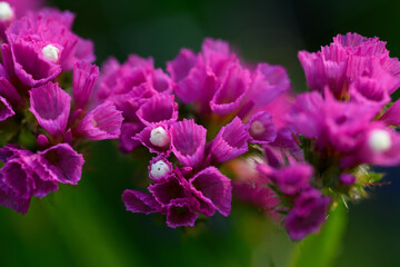Vibrant pink or purple statice. Pink limonium flower close up. Limonium sinuatum.