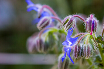 borago. colorful macro photography of a plant. blurred background with highlights and bokeh. the...