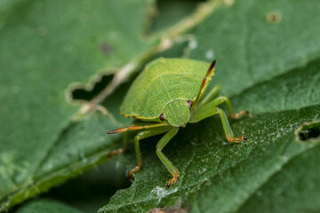 green shield bug on a green background. wildlife. colorful detailed macro photo of an insect. close-up. space for text. screensaver. bokeh