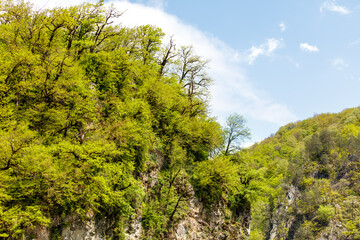 Mountain with a forest on it