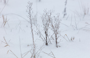 A small tree is covered in snow