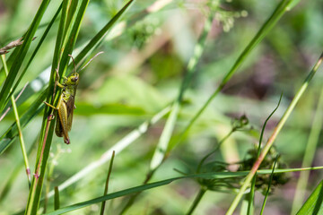 green grasshopper on a blurred background . wildlife. colorful detailed macro photo of an insect. close-up. space for text. screensaver. bokeh.