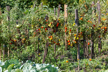 Garden with many tomato plants