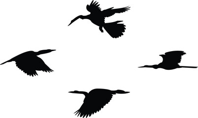 Flying Anhinga bird Silhouette Design And Vector Illustration. 