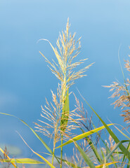 A tall grass plant with a green stem and yellow leaves