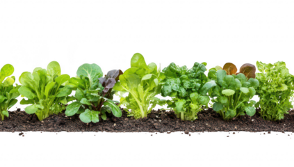 A array of fresh. leafy greens including lettuce. spinach. and arugula. neatly arranged in a row on rich soil. symbolizing healthy eating and sustainable gardening practices