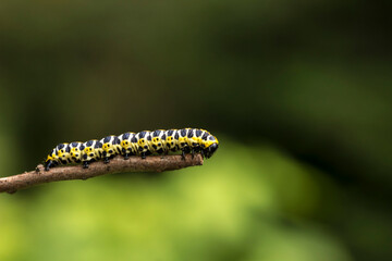 caterpillar on a green blurred background. with highlights. colorful detailed macro photo of an insect in the wild. close-up. space for text. screensaver. bokeh
