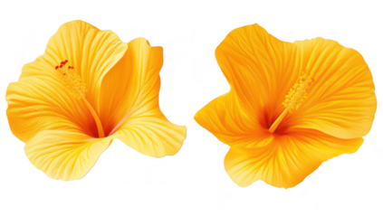 Two yellow hibiscus flowers positioned side by side. their intricate petal textures and central stamens against a clean white background. ideal for nature-themed designs and floral arrangements