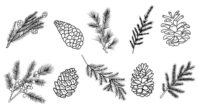 Set of fir branches and pine cones line art vector botanical illustrations. Winter greenery hand drawn black ink sketches collection. Modern design for Christmas greeting cards, background, banners