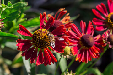 helenium. colorful flower macro.