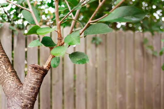 Grafting Fruit Trees in the Home Orchard. Graft Tree. New Grafted Branch in Old Thick Rootstock.