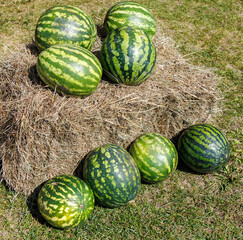 A bunch of watermelons are on top of a hay bale