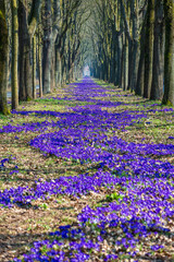 Eine Million Krokusse in Bremen Oberneuland