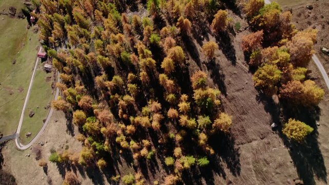 Top down shot of yellow conifer trees in autumn, L&ouml;tschental, Switzerland