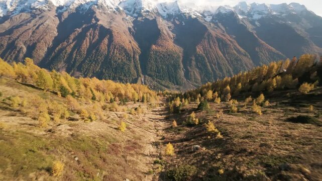 Flying towards a mountain with yellow conifer trees, autumn, L&ouml;tschental, Switzerland