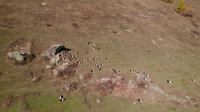 Aerial of goats walking up a hill in autumn, L&ouml;tschental, Switzerland