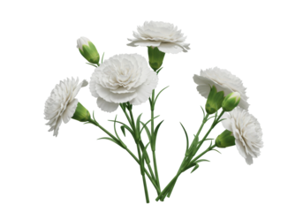 Isolated bunch of five beautiful white carnation flowers for wedding or Valentine's Day