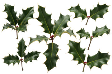 Fototapeta premium Collection of holly leaves with red berries, isolated on transparent background. Perfect for Christmas decorations. background removed