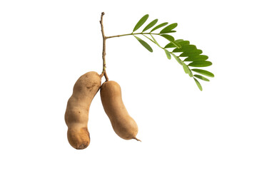 Two ripe tamarinds hanging from a branch with green leaves, isolated on transparent background. background removed