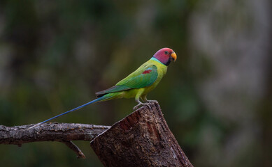 Plum headed parakeet perched on a branch looking for food. Selective focus.
