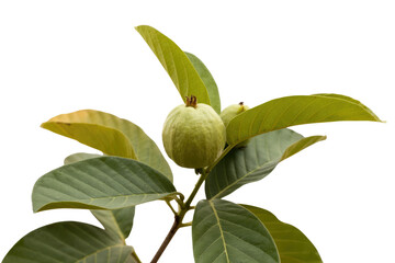 Obraz premium A close-up image of a guava fruit on its branch with vibrant green leaves against a transparent background. background removed