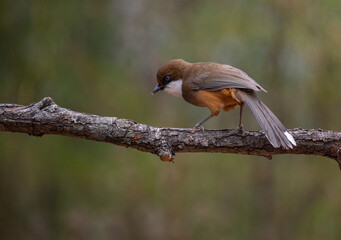 White throated laughingthrush perched on a branch looking for food. Selective focus.