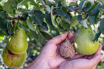 Hand Holding Rotten Pear Next to Healthy Green Pear on Tree