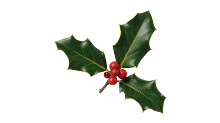 A sprig of holly with vibrant red berries and glossy green leaves, isolated on a transparent background. background removed