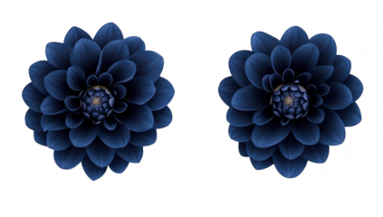 A pair of beautifully arranged dark blue flowers with intricate petal details. set against a clean white background. perfect for use in floral design or nature-themed projects