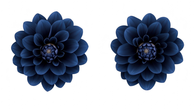 A pair of beautifully arranged dark blue flowers with intricate petal details. set against a clean white background. perfect for use in floral design or nature-themed projects