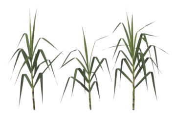 Three realistic sugarcane plants with long leaves, isolated on a transparent background. background removed