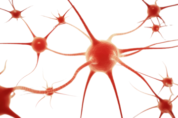 Microscopic image of interconnected neurons, showcasing intricate neural network and synapses. background removed