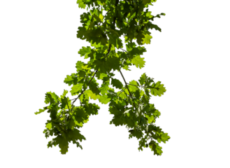 Photo of an oak branch with leaves on a transparent background