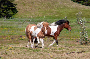 Southeast Iceland, two icelandic horses moving across field