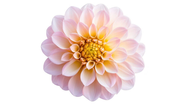 A stunning close-up of a delicate pink dahlia flower its intricate petal arrangement and yellow center. set against a clean white background. perfect for nature-themed designs