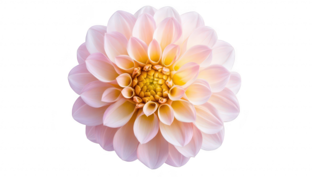 A stunning close-up of a delicate pink dahlia flower its intricate petal arrangement and yellow center. set against a clean white background. perfect for nature-themed designs