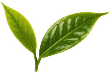 Close-up of two vibrant green tea leaves, isolated on a transparent background. background removed