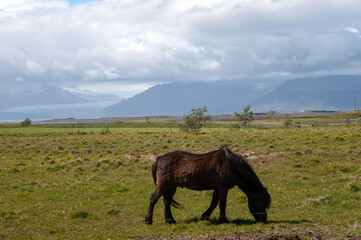 Southeast Iceland, Icelandic horse grazing with mountains and glacier in background
