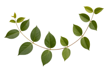 Green leaf branch isolated on transparent background, perfect for design elements. background removed