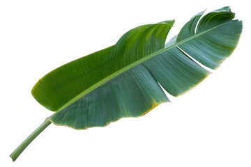 Fototapeta premium Single large green banana leaf, isolated on a transparent background, showcasing its vibrant color and unique texture. background removed