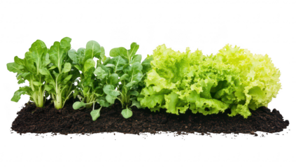 Freshly harvested green leafy vegetables arranged in a row on rich dark soil. colors and textures. ideal for healthy eating concepts or gardening themes