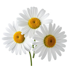 Naklejka premium Three white daisies with yellow centers, close-up, isolated on black