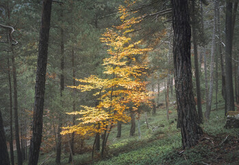 Vibrant Autumn Foliage Illuminates the Tranquil Viros Forest in Catalonia