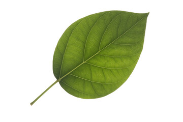 Single, green leaf with visible veins isolated on a transparent background. background removed