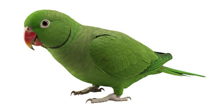 The Perched Parrot