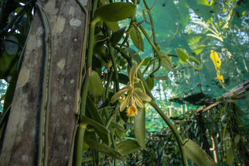 Flowers of vanilla pompona, an important orchid famous for its aroma, vanilla orchid being pollinated in the Amazon rainforest © Gino Tuesta